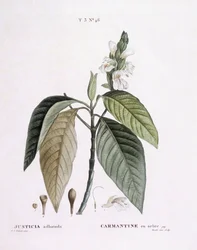 Malabar Nut (Justicia adhatoda), botanical plate by Pierre Joseph Redouté