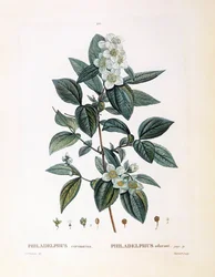 Mock Orange, botanical plate by Pierre Joseph Redouté
