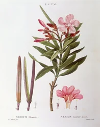 Oleander (Nerium oleander), Henry Louis Duhamel du Monceau, botanical plate by Pierre Joseph Redouté