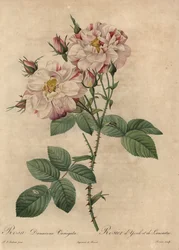 Pink and white Damask rose, Rosa damascena