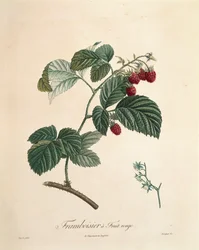 Raspberry by Pierre Joseph Redouté