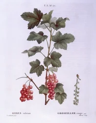 Red currant (Ribes rubrum), botanical plate by Pierre Joseph Redouté