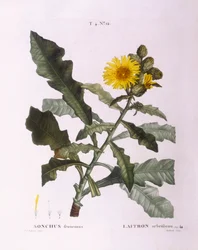 Sow Thistles (Sonchus fruticosus), botanical plate by Pierre Joseph Redouté