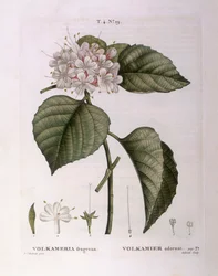 Volkameria Fragrans, botanical plate by Pierre Joseph Redouté