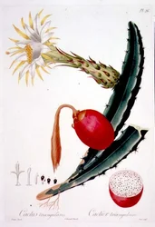 Cactus Triangularis, plate 26 from 
