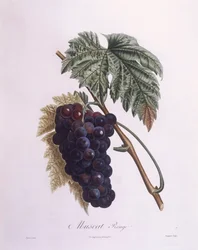 Muscat Grape Vine (Vitis vinifera), botanical plate by Pierre Antoine Poiteau