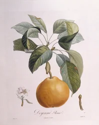 Pear "Doyenné roux", botanical plate by Pierre Antoine Poiteau