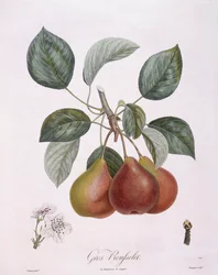 Pear "Gros Rousselet", botanical plate by Pierre Antoine Poiteau