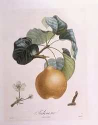 Pear "Talousie"