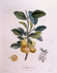 Plum 
