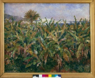 Banana Field
