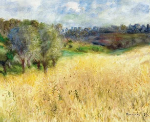 Wheatfield