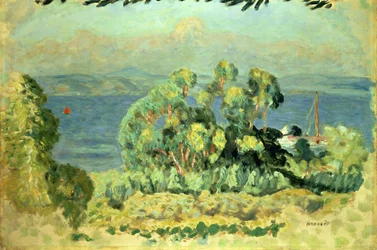 Eucalyptus Trees