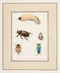 Beetles, c.1755-65