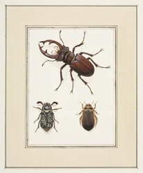 Stag, Chafer and Geelgerande Beetles, c.1755-65