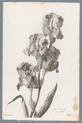 Dalmatian Iris from Fleurs dessinées d