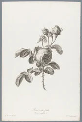 Hundred-petaled Rose (Flowers Drawn from Nature)