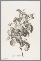 Hundred-Petaled Rose from Fleurs dessinées d