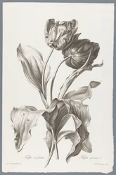 Tulip from Fleurs dessinées d