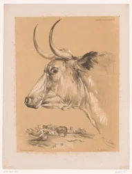 Study of a Cow from Animal Studies by Cooper (series)
