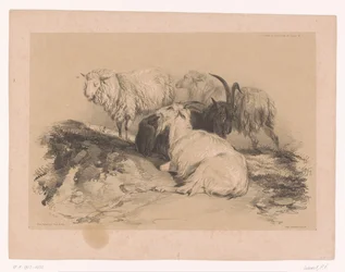 Study of sheep and goats