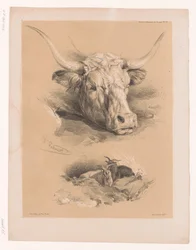 Studies of the Head of a Cow and Two Goats