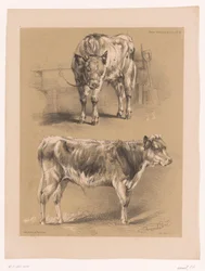Two Studies of a Cow