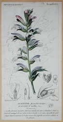 Acanthus Mollis, c.1820