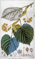 White Linden, c.1850