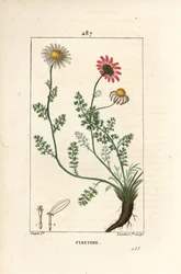 African Pyrethrum - Pellitory of Spain, Anthemis pyrethrum with flowers, leaf, stalk and roots. Handcoloured stipple copperplate engraving from Chaumeton, Poiret and Chamberet