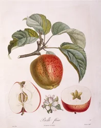 Apple "Belle fleur" botanical plate by Pierre Jean Francois Turpin