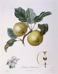 Apple "Pomme d