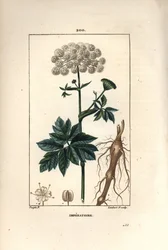 Benzoin or imperatoire - Masterwort, Imperatoria ostruthium, with flower, leaf and root