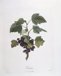 Blackcurrant (Ribes nigrum) or Cassis Noir de Bourgogne, botanical plate by Pierre Jean Francois Turpin