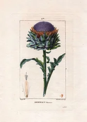 Artichoke Plant, Leaves and Flower (Handcoloured Stipple Copperplate Engraving by Lambert)