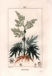 Botany: rhubarb - Rhubarb plant, leaves and roots, Rheum rhabarbarum