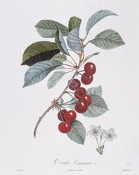 Cherry tree (Prunus avium), botanical plate by Pierre Jean Francois Turpin