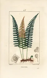 Common Polypod - Polypody fern, Polypodium vulgare, with leaf, seed and root. Handcoloured stipple copperplate engraving from Chaumeton, Poiret and Chamberet