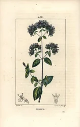 Common oregano, Origanum vulgare, with flower, leaf, stalk and seed (Illustration from La Flore Medicale)