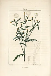 Common Senecon - Common Groundsel