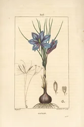 Crocus - Saffron crocus, Crocus sativus, showing flower, leaf, stem, bulb and stigma