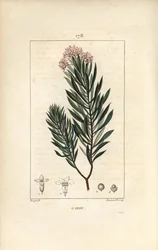 Spurge Flax