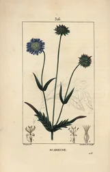 Field Knautie or Field Scabious - Field Scabious, Knautia Arvensis, with Flower, Leaf, Stalk, Seed and Leaf Outline. Handcoloured Stipple Copperplate Engraving by Lambert Junior from a Drawing by Pierre Jean-Francois Turpin from Chaumeton, Poiret and Chamb