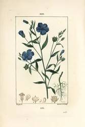Flax, Linum Sativum