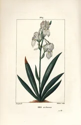 Florentine Iris, Iris florentina, Flower and Leaf