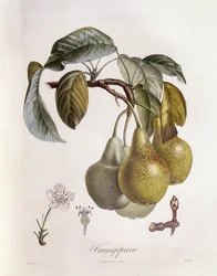 Frangipane Fruits, botanical plate by Pierre Jean Francois Turpin