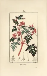 Geranium Grass a Robert