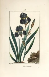 German Iris, Iris Germanica