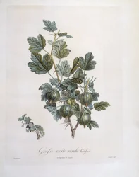 Gooseberry (Ribes uva-crispa), botanical plate by Pierre Jean Francois Turpin