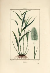 Indian nard, indicates, spicanard - Spikenard, Andropogon nardus, with leaf, root and flower